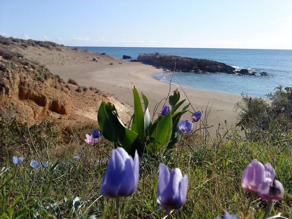 Alkioni Sea View Apartment Káto Zákros Dış mekan fotoğraf